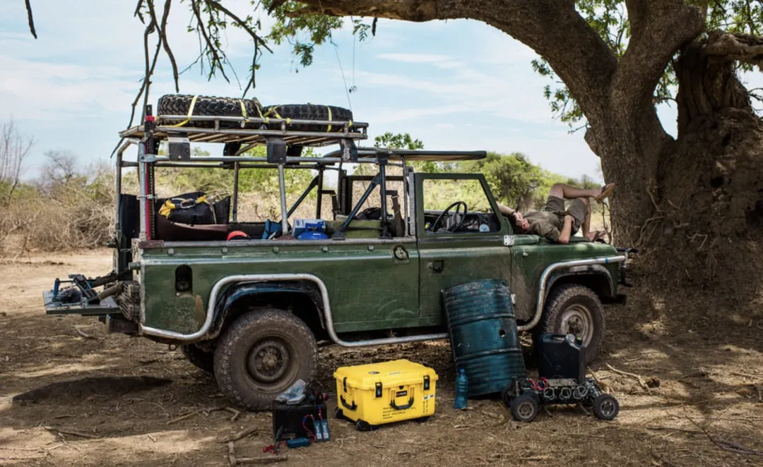 Lion cubs playing in the wilderness