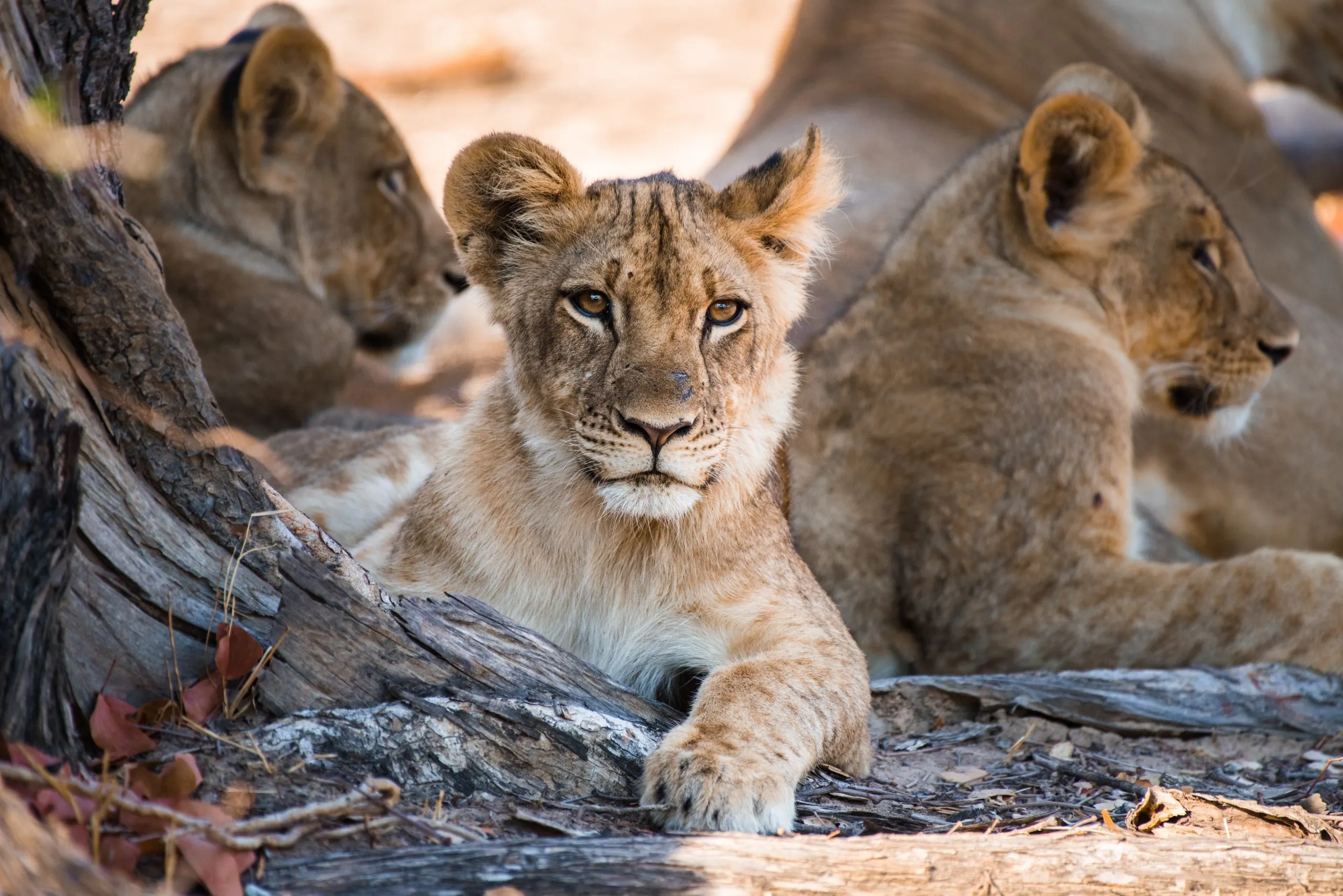 Dawn light on the African savanna during filming
