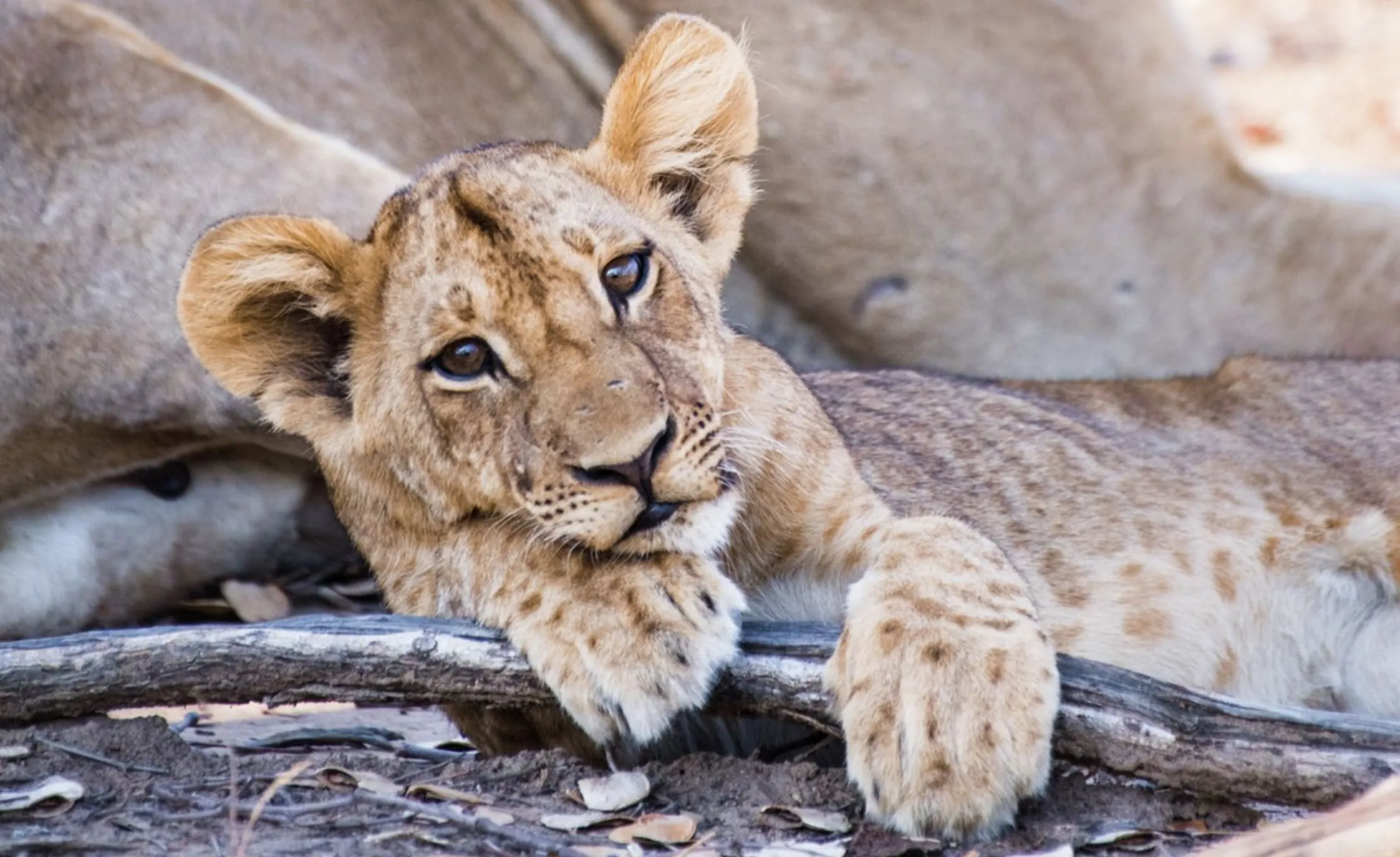 One of the lion cubs from Mwamba One pride