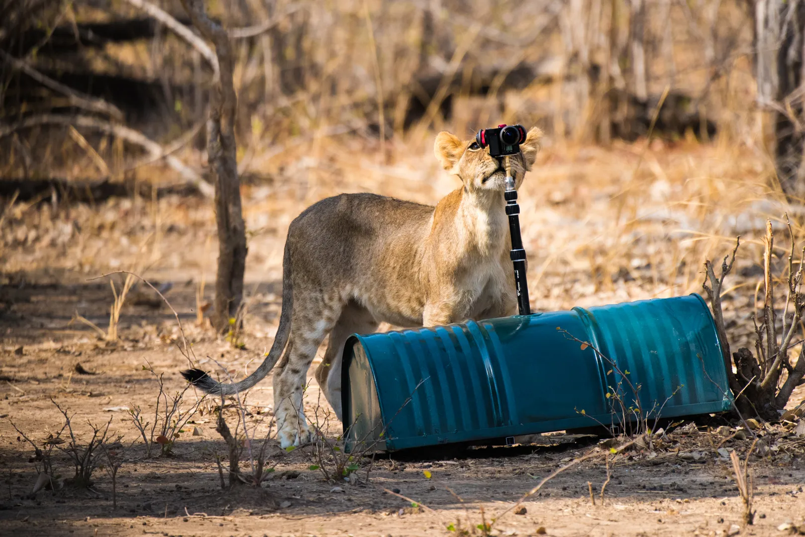 Our custom-made remote-controlled car with a 360-video camera system on top
